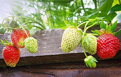 复古风格ARPG《水晶物语：黄昏黎明》1＆12登陆PC